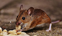 24 Hour & Emergency Exterminators in Barona Rancheria, CA